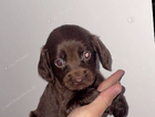 puppy