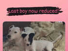 Puppy