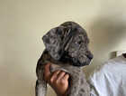 Puppy