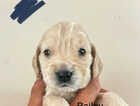Puppy