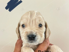 bailey
