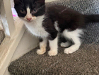 kitten