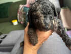 Puppy