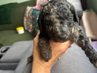 puppy