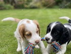 puppy