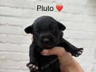 Puppy