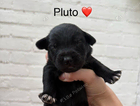 pluto