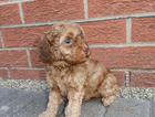 puppy