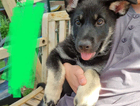 puppy