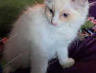 Kitten