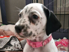 miss pink aka...