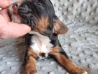 puppy