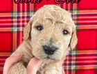 Puppy