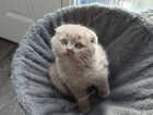 Kitten