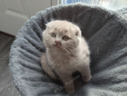 kitten