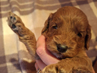 puppy