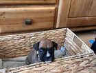 Puppy