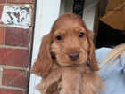 Puppy