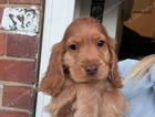 puppy