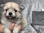 Puppy
