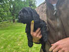 Puppy
