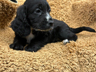 puppy