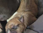 Puppy