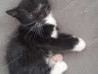 Kitten
