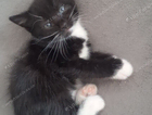 kitten