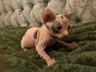 dobby