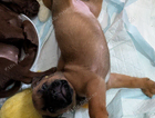 puppy