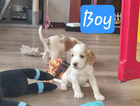 puppy