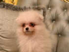 Puppy