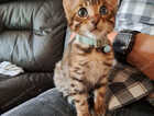Kitten