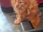 kitten