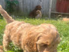 Puppy