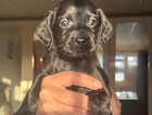 Puppy