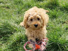 Puppy