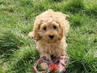 puppy