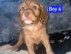Puppy