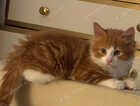 Kitten