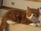 kitten