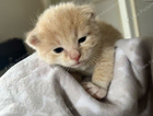kitten