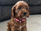 pink collar