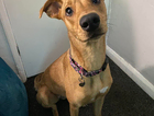 Lurcher Missing from S60 Rotherham