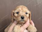 puppy