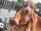 puppy