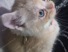 kitten