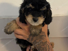 puppy