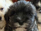 Puppy